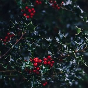 Meet your Posher, Rea